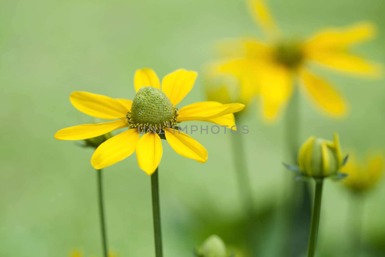 Beautiful yellow flowers