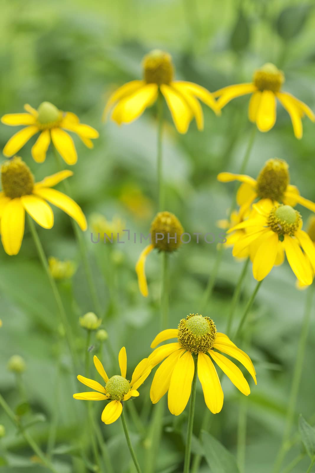 Beautiful yellow flowers