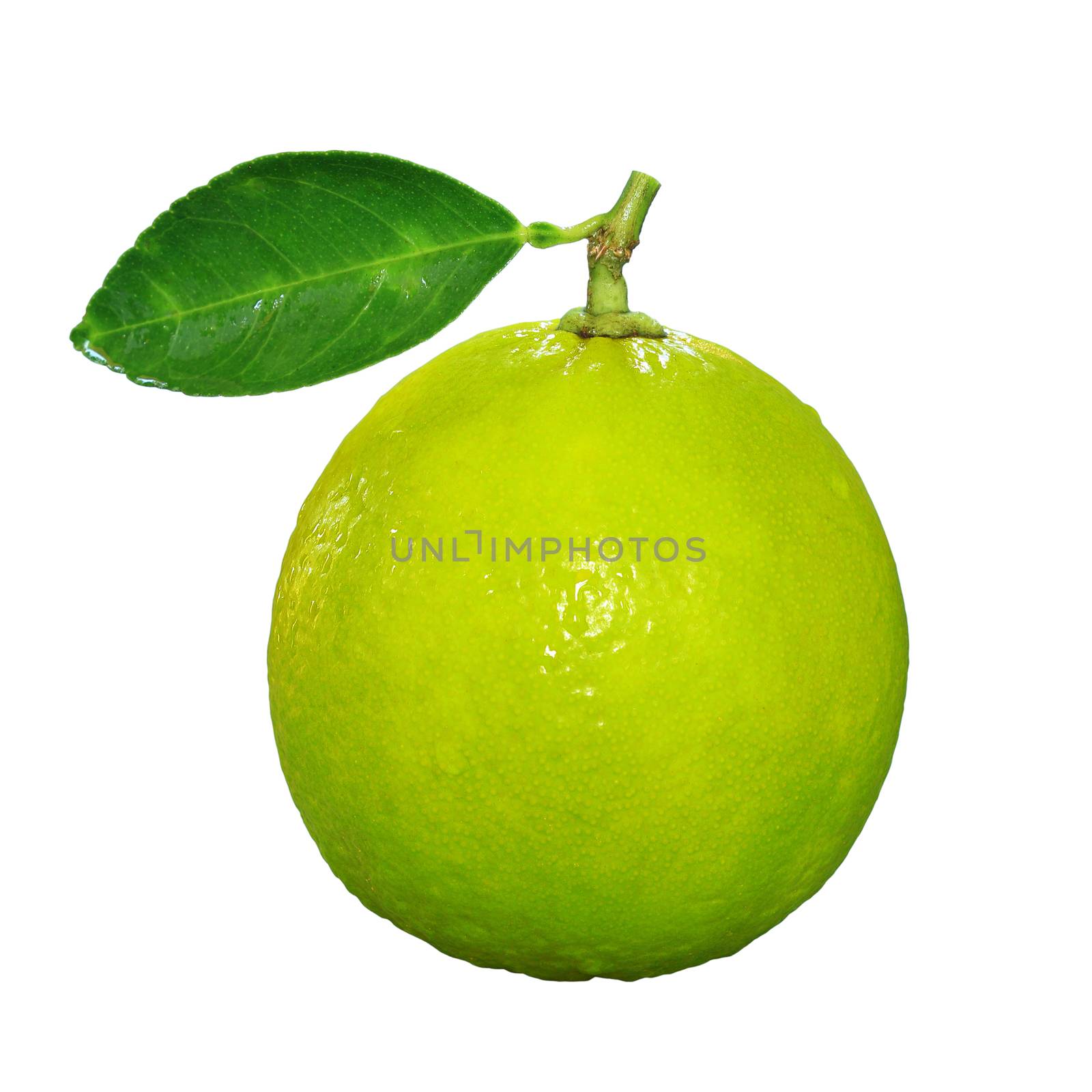 Lime isolated on white background by foto76