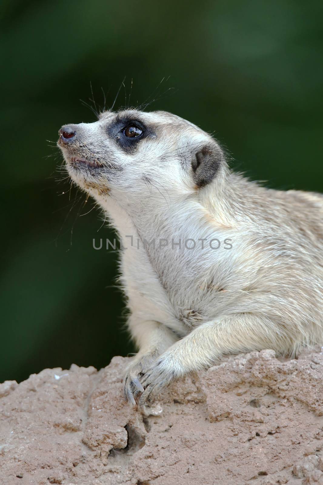 Cute meerkat with alert expression resting on a rock