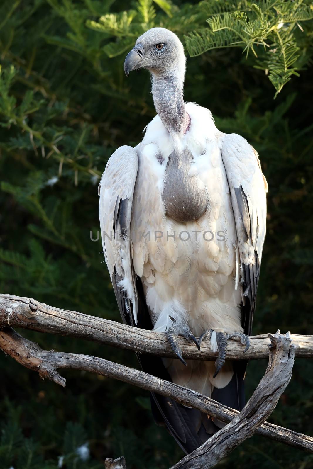Griffon's vulture bird perched in a tree and looking