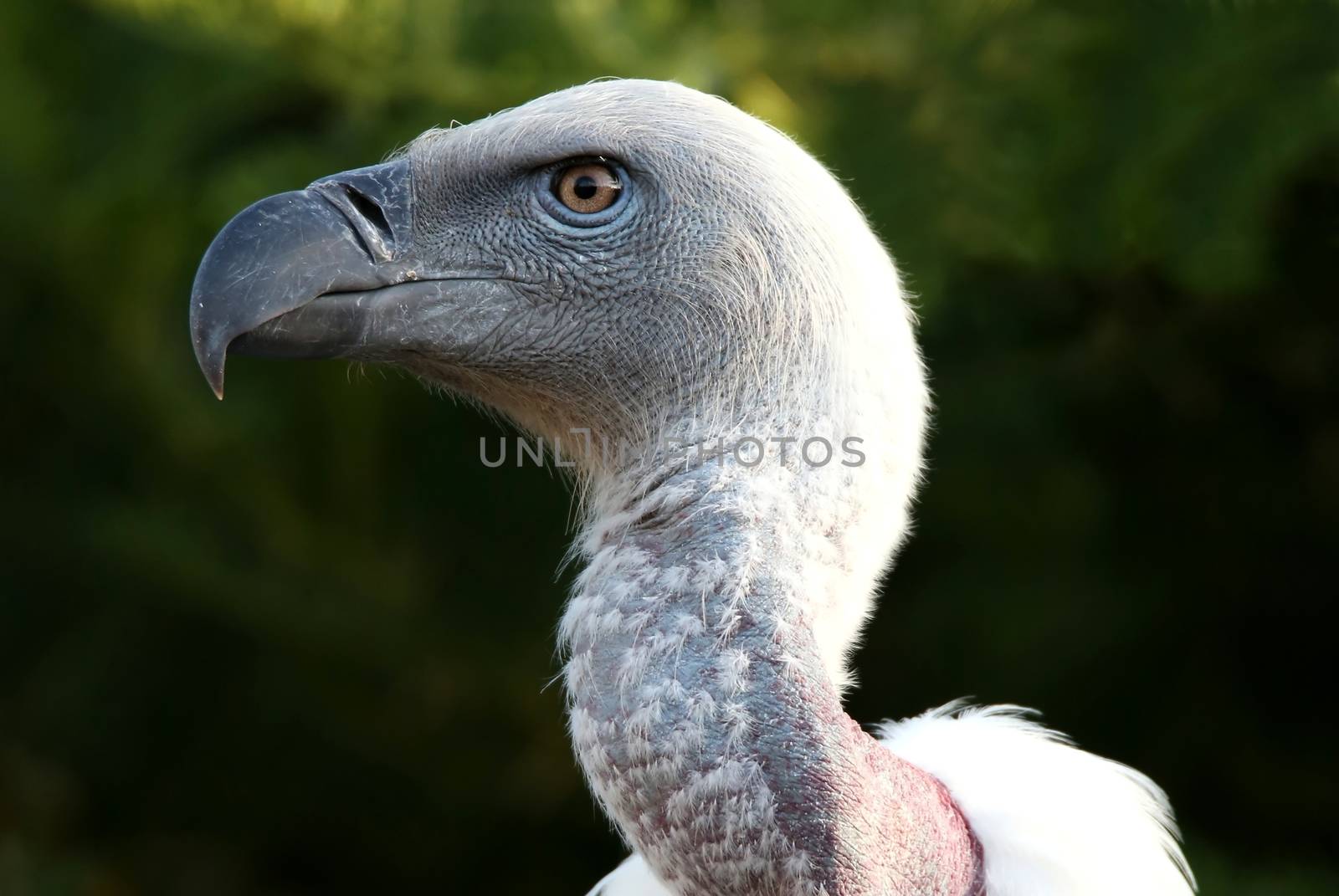Portrait of a Griffon's vulture bird with a large hooked beak