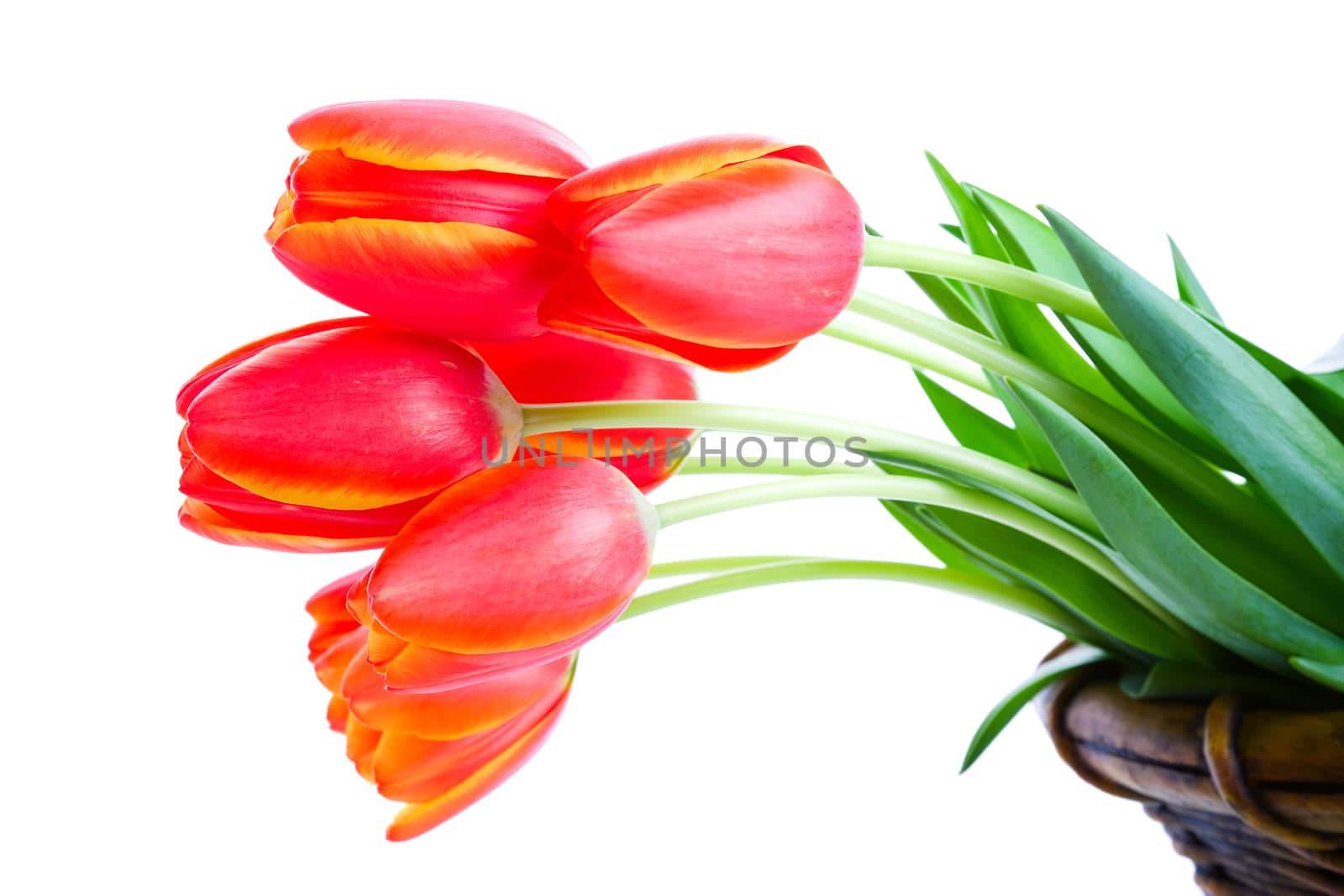Fresh cut tulips hanging out of a garden basket.  Shot on white background.
