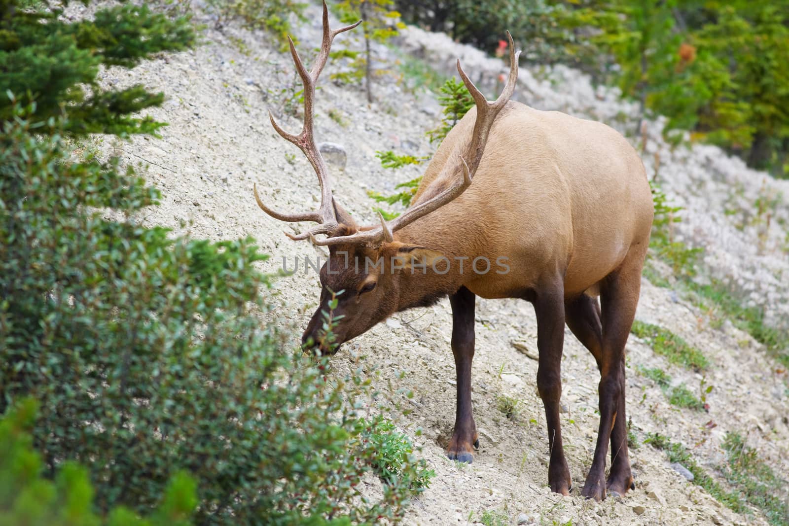 Bull Elk by songbird839