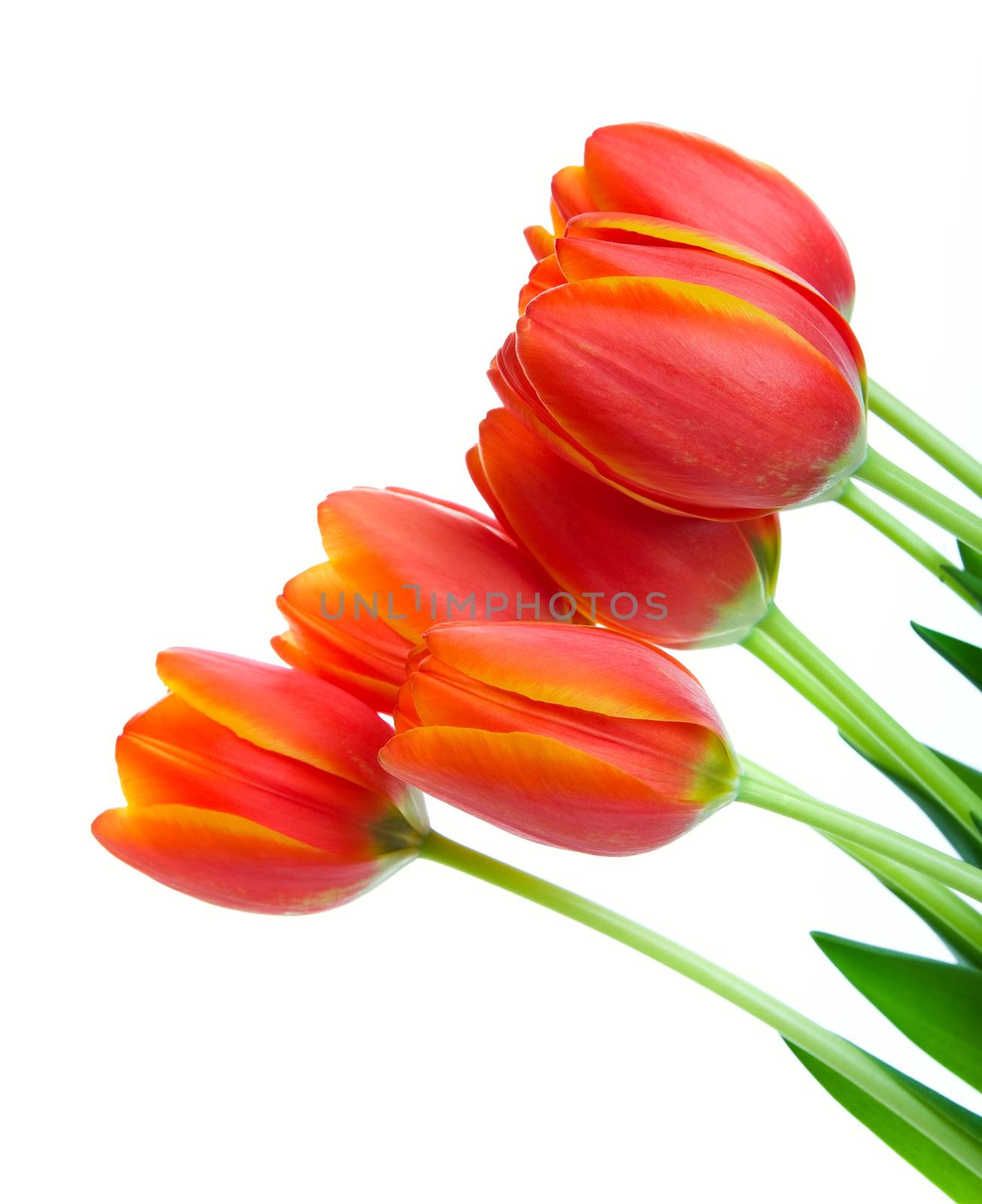 A graceful spray of orange & yellow bi-colored tulips.