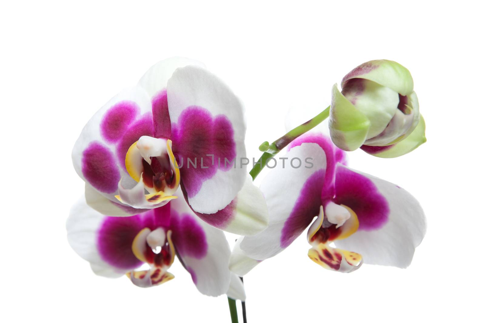 Hybrid white and magenta orchid on white background.
