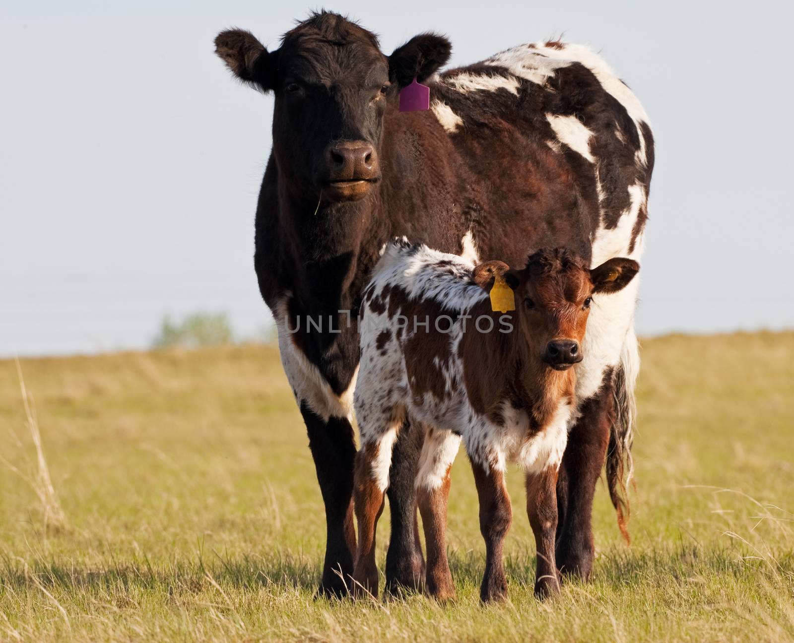 A mother cow with her calf close by.