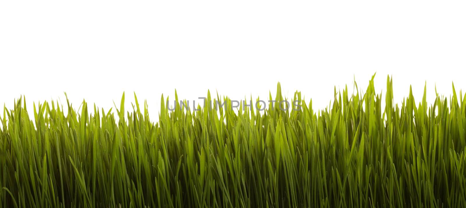 Wheat grass on a white background.