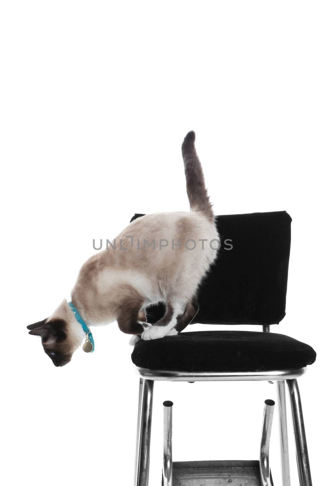 A young, purebred, Snowshoe Lynx-point Siamese jumping off of an old high chair.  Shot on white background.