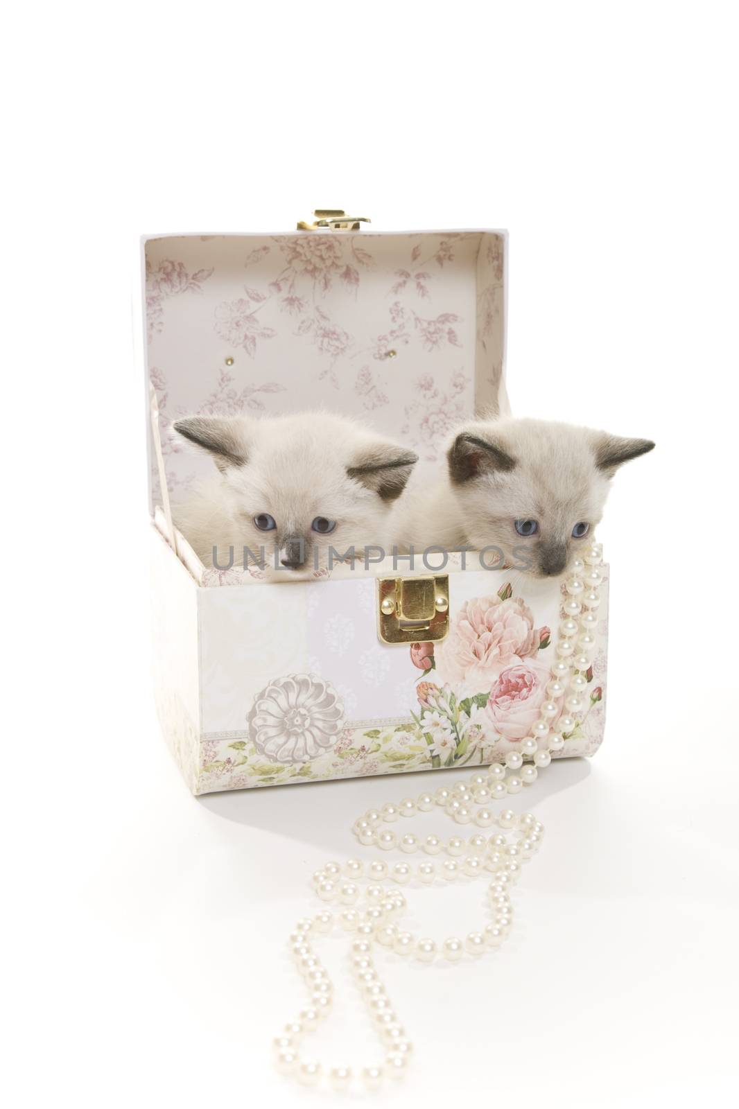 Two three week old Snowshoe Lynx Point Siamese kittens in a jewelery box.