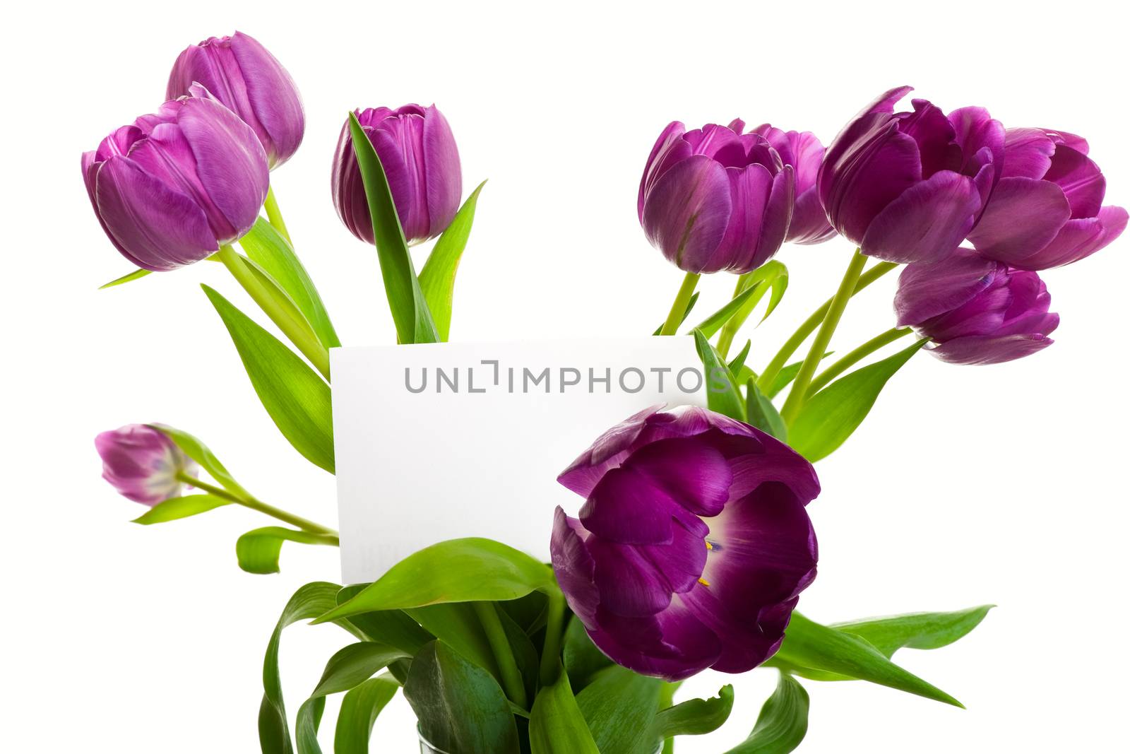 A bouquet of purple tulips with blank card.  Shot on white background.