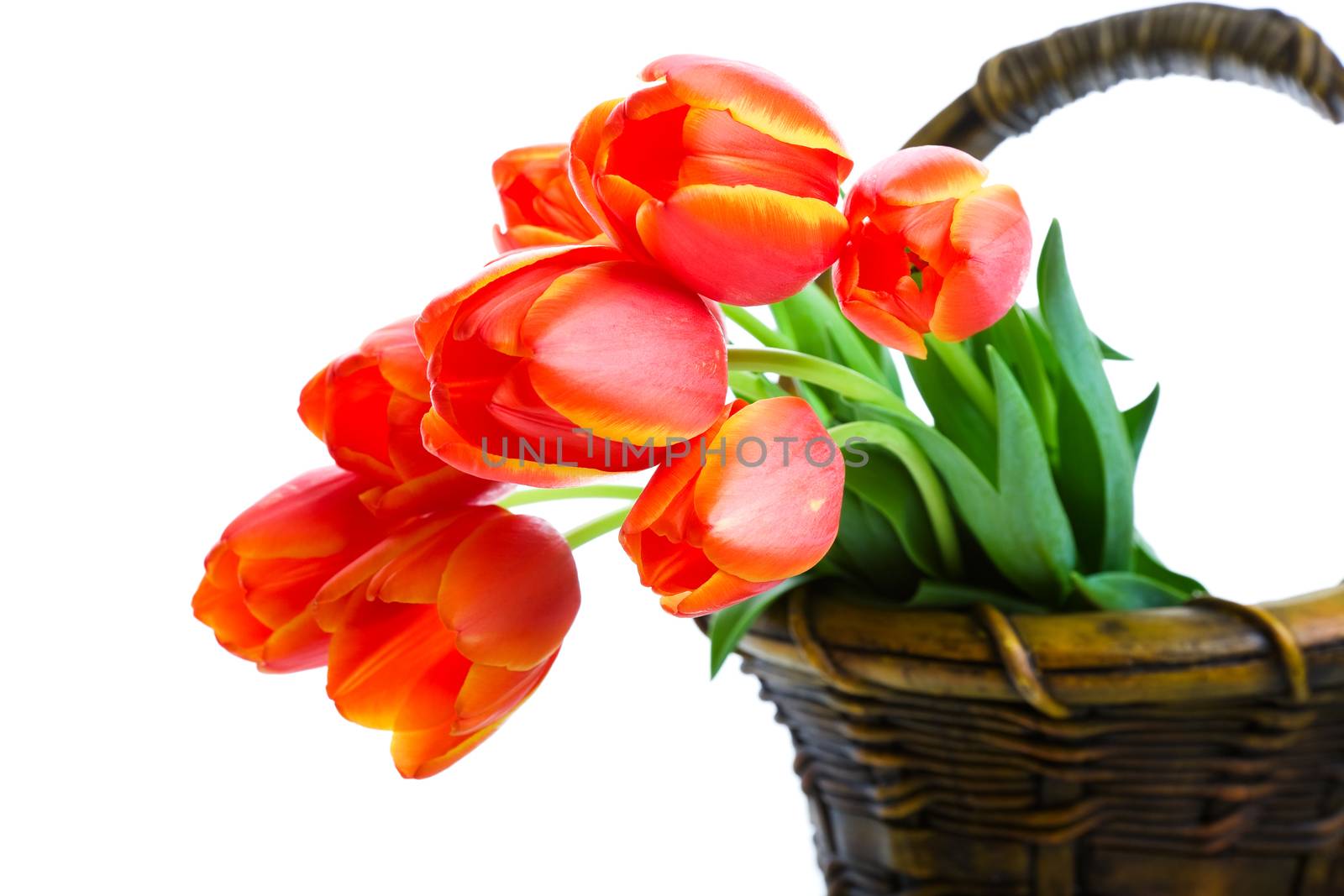 Fresh cut tulips hanging out of a garden basket.  Shot on white background.