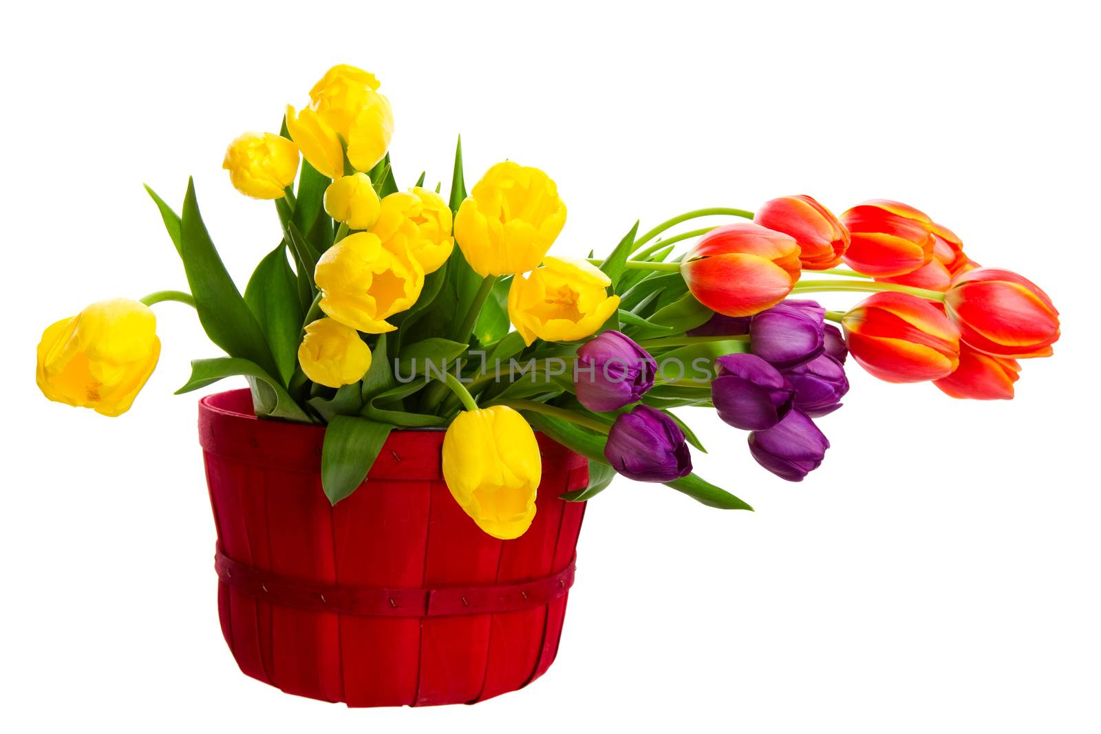 A variety of freshly cut tulips in a bright, red basket.  Shot on white background.