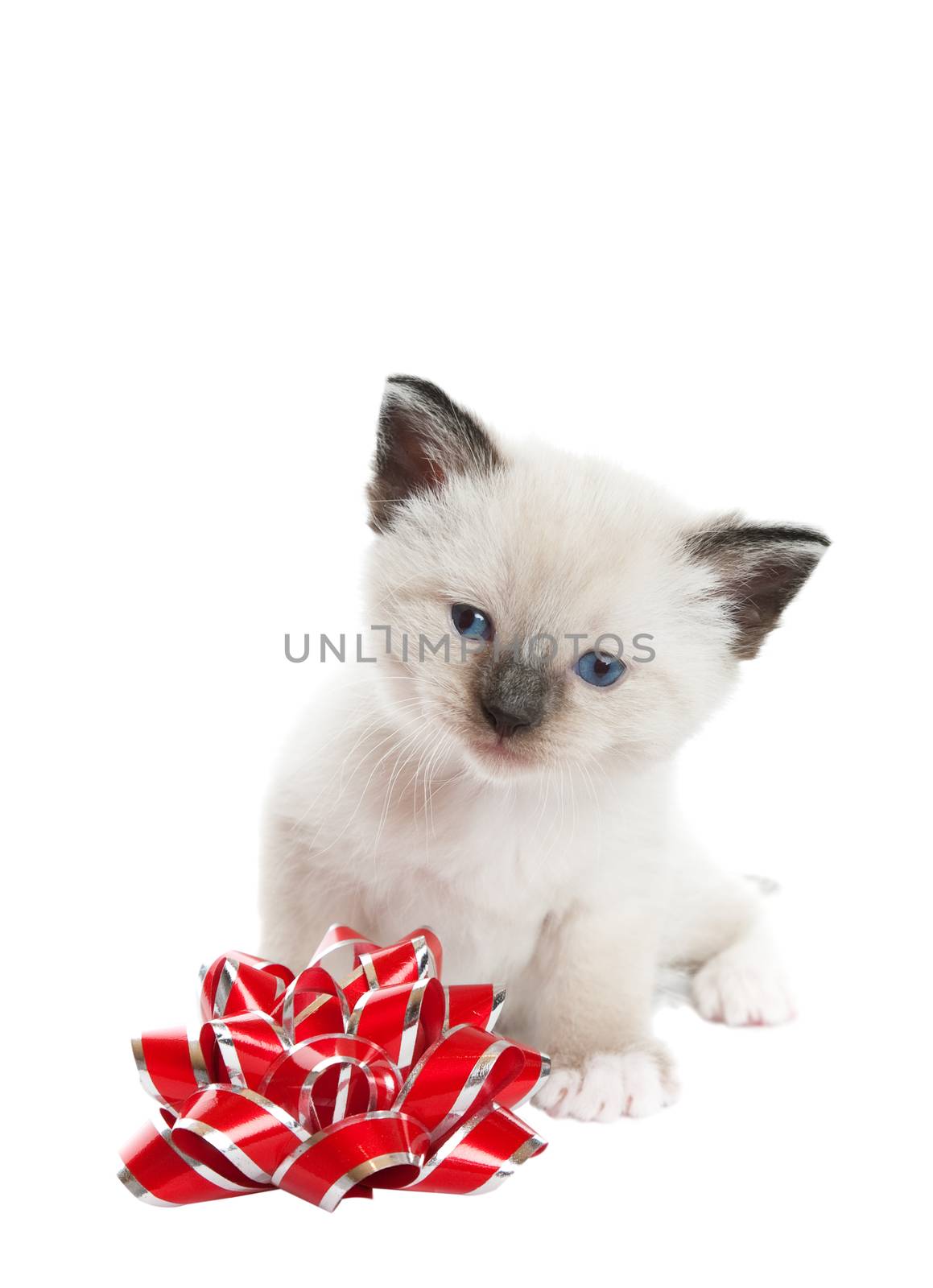 Siamese Kitten With Bow by songbird839