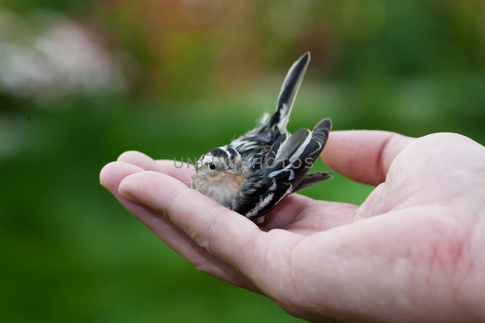 A Nuthatcher chick in the palm of a man's hand.