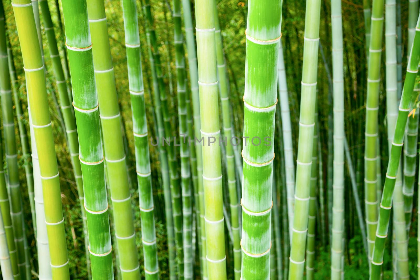 Bamboo forest by naumoid