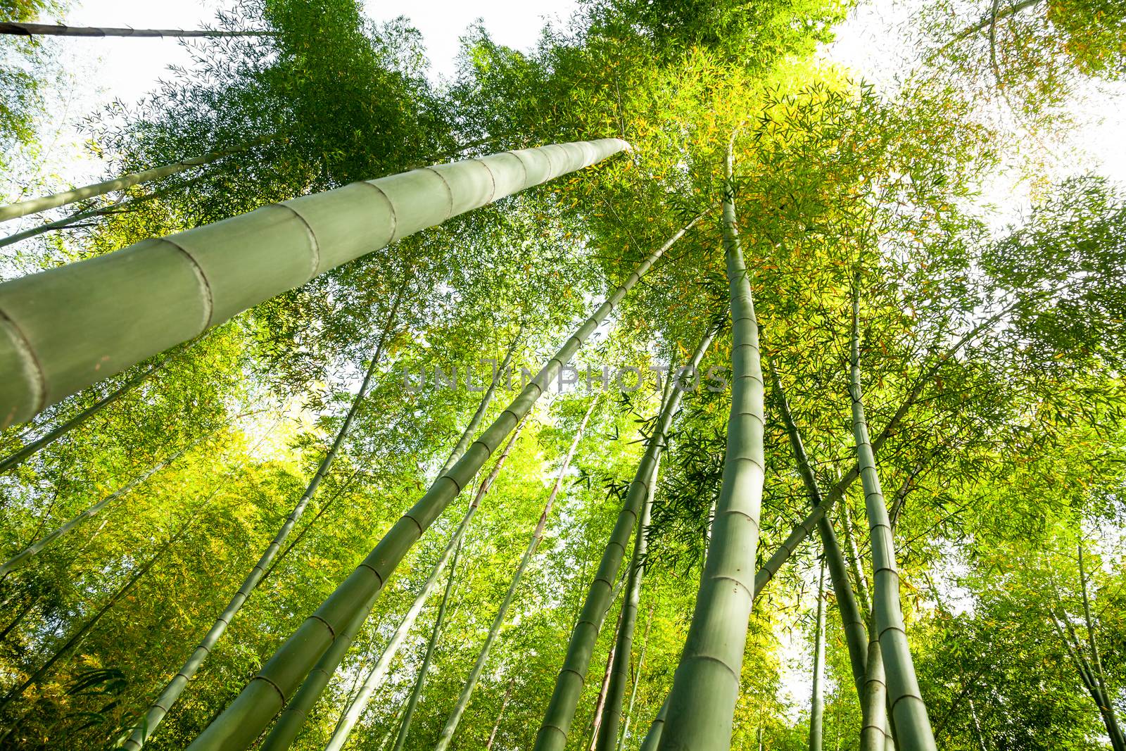 Green bamboo trees natural background