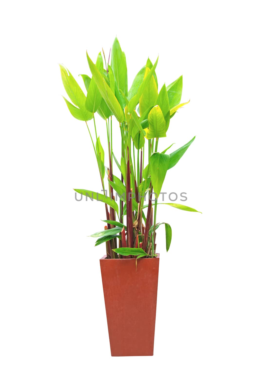 Plants grown in jardiniere isolated on white background