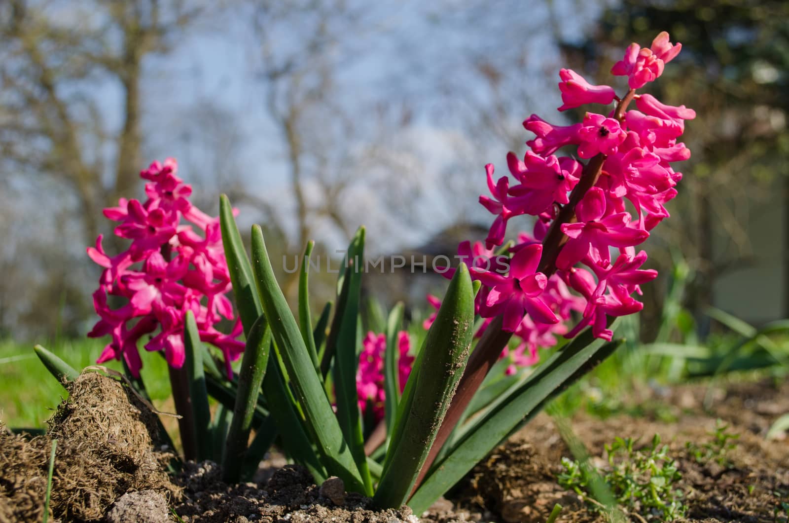 spring beautiful hyacinth grows on garden earth by sauletas