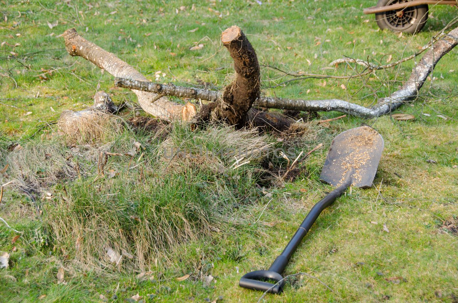 shovel lie in yard near cut branches, garden work by sauletas