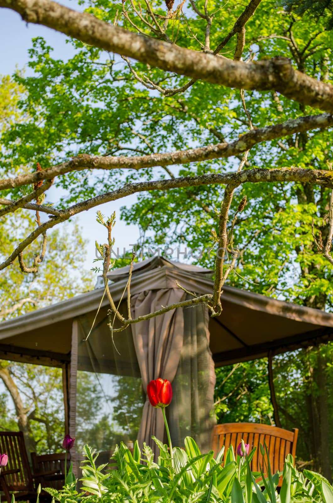 garden view with red tulip and yard bower fragment by sauletas