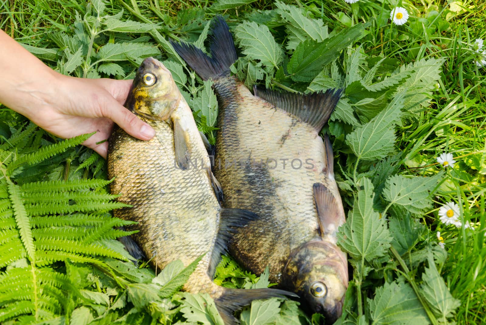 arm puts fern leaves three big bass fish by sauletas