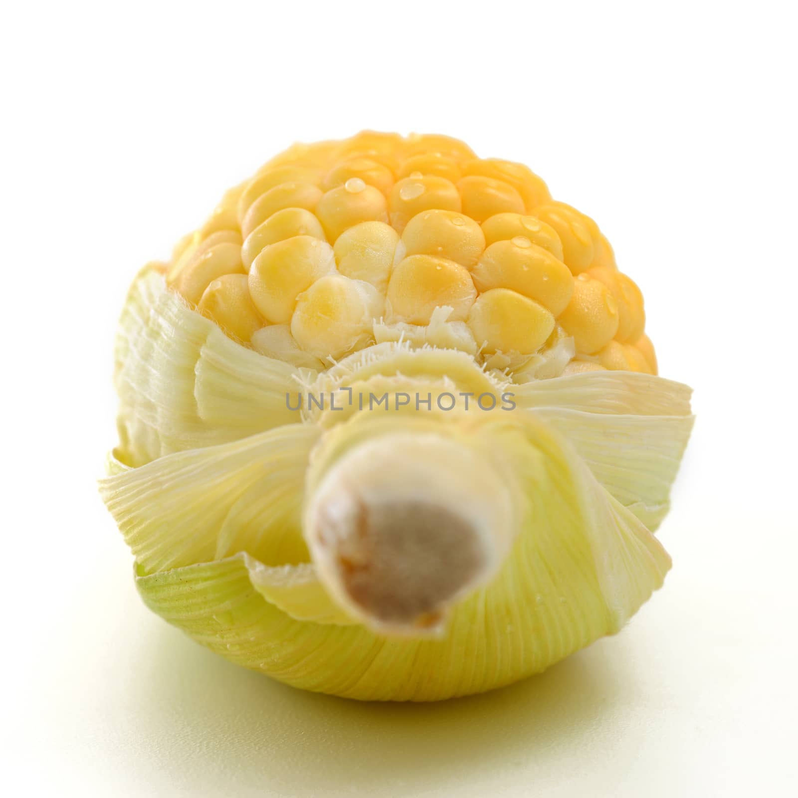 Corn by antpkr