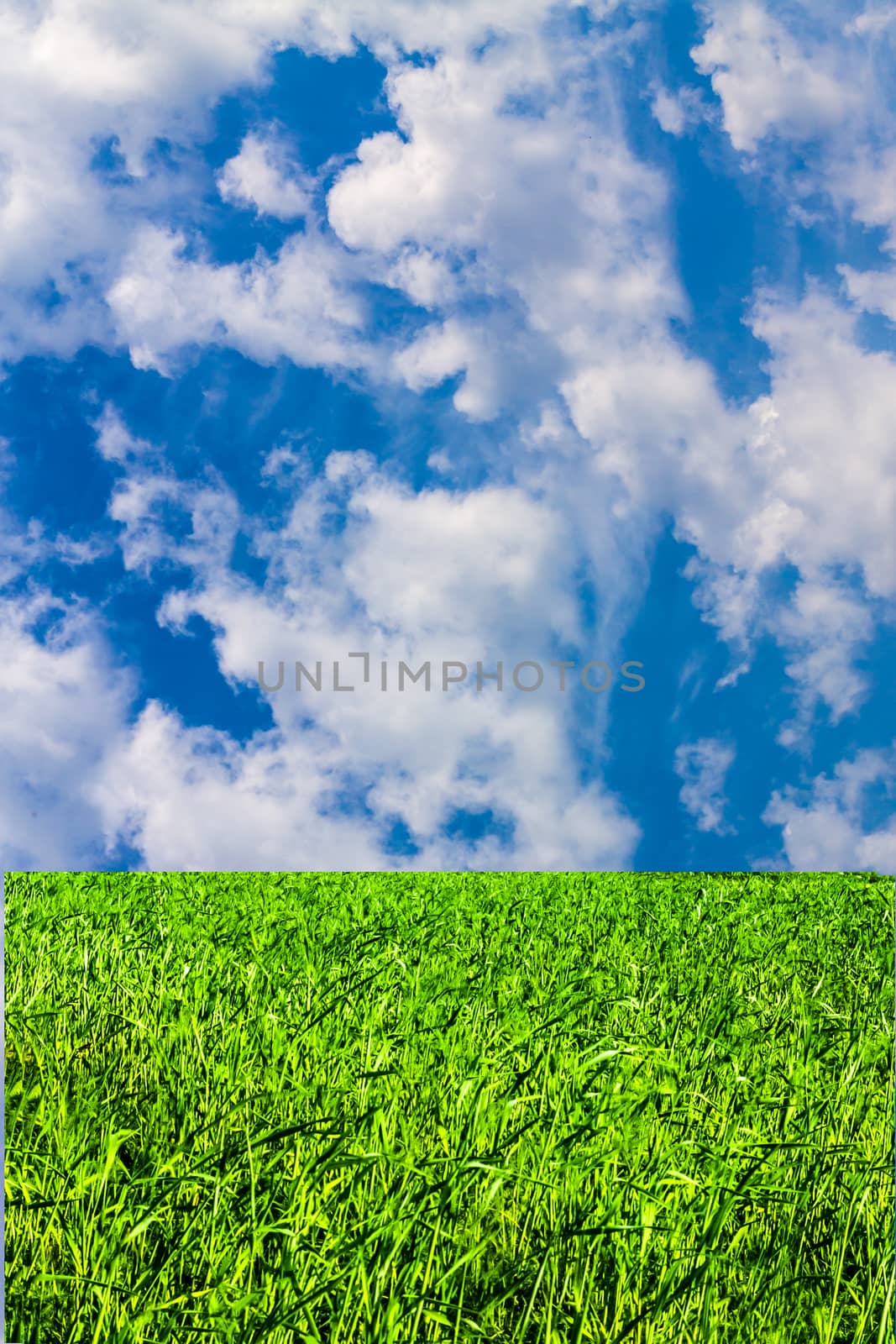 Green grass and blue cloudy sky by Alexanderphoto