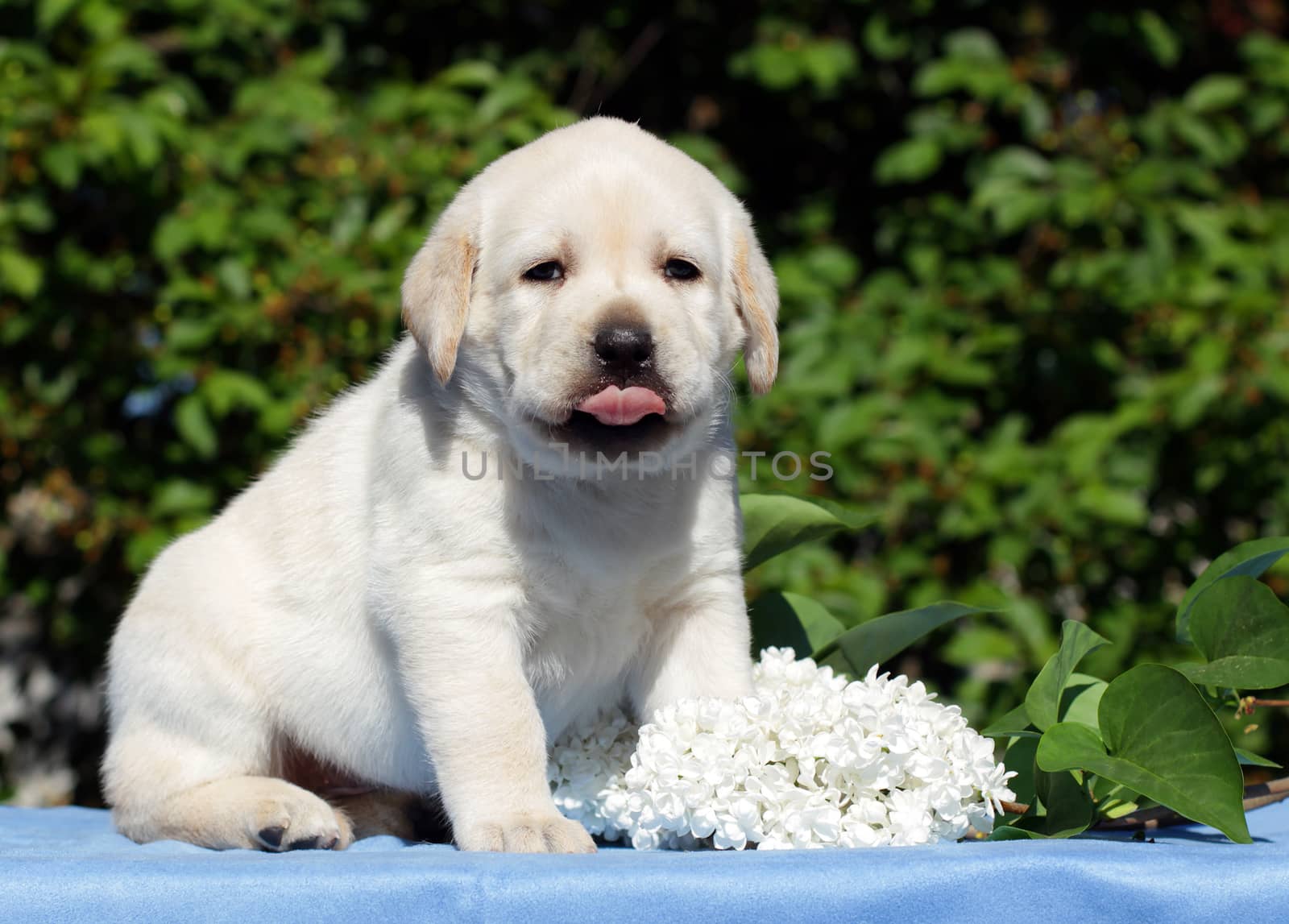 happy yellow labrador puppy in spring with flowers