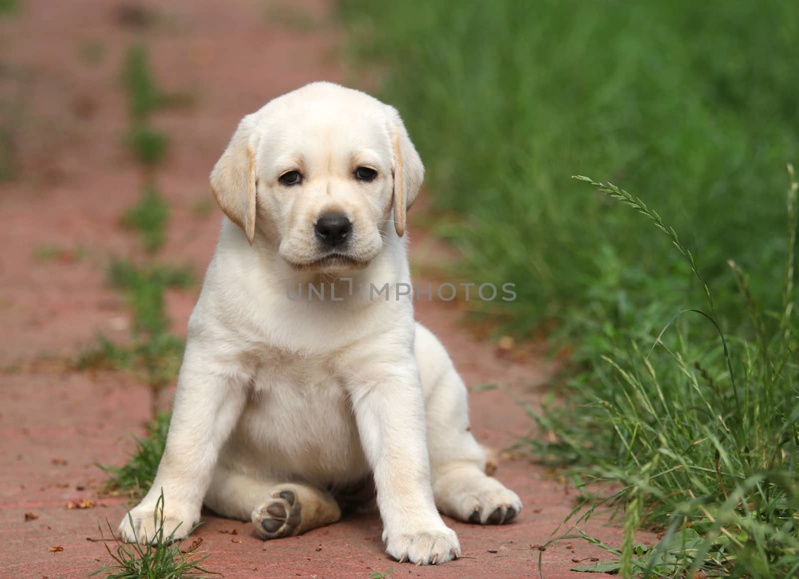 yellow labrador puppy sitting on blue background close up