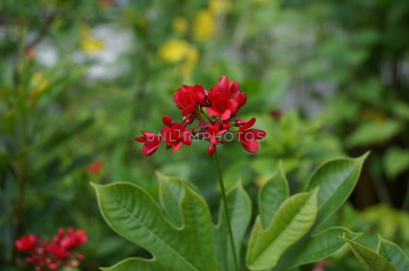 Small flowers with a bouquet of red flowers, have both buds and flower in full bloom.                                        