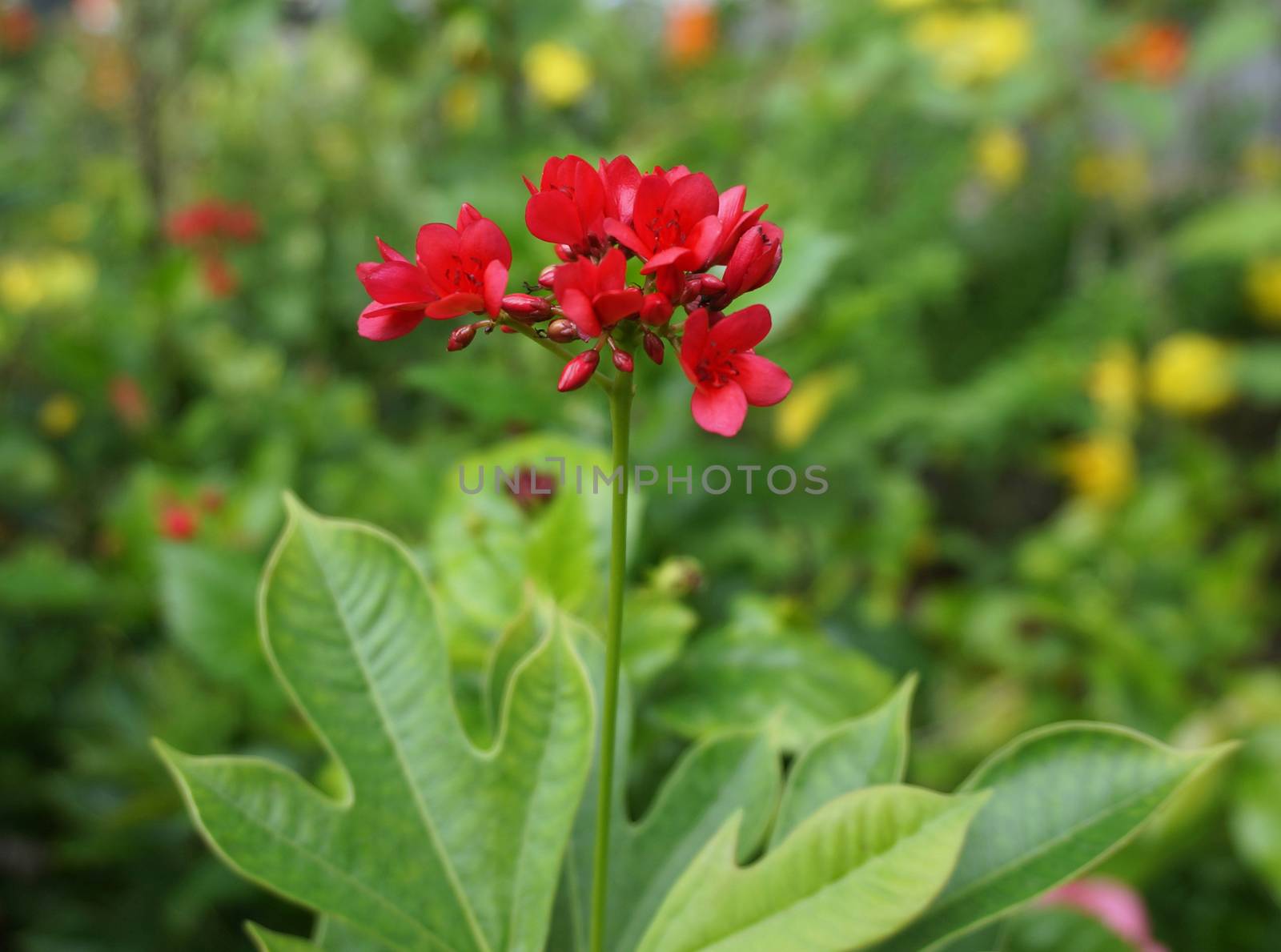 Small flowers with a bouquet of red flowers, have both buds and flower in full bloom.                              