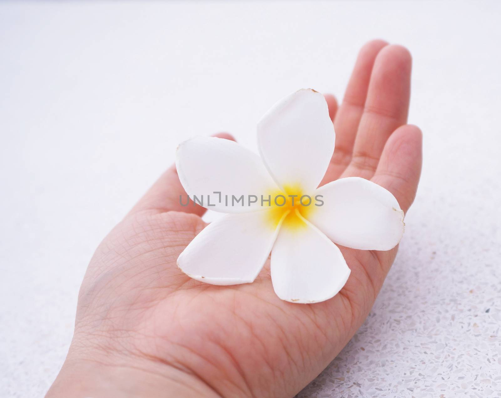 White flowers resting on the palm of a young woman.                               