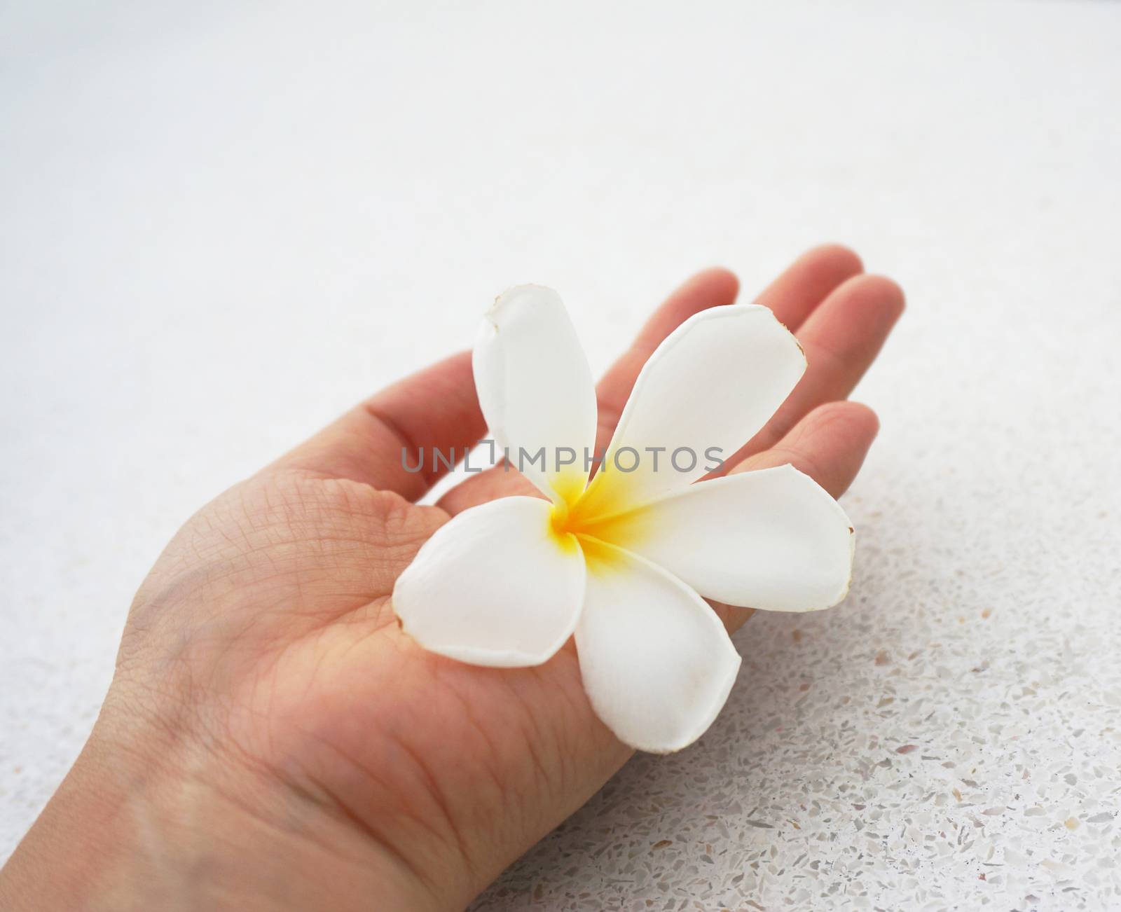 White flowers resting on the palm of a young woman.                               