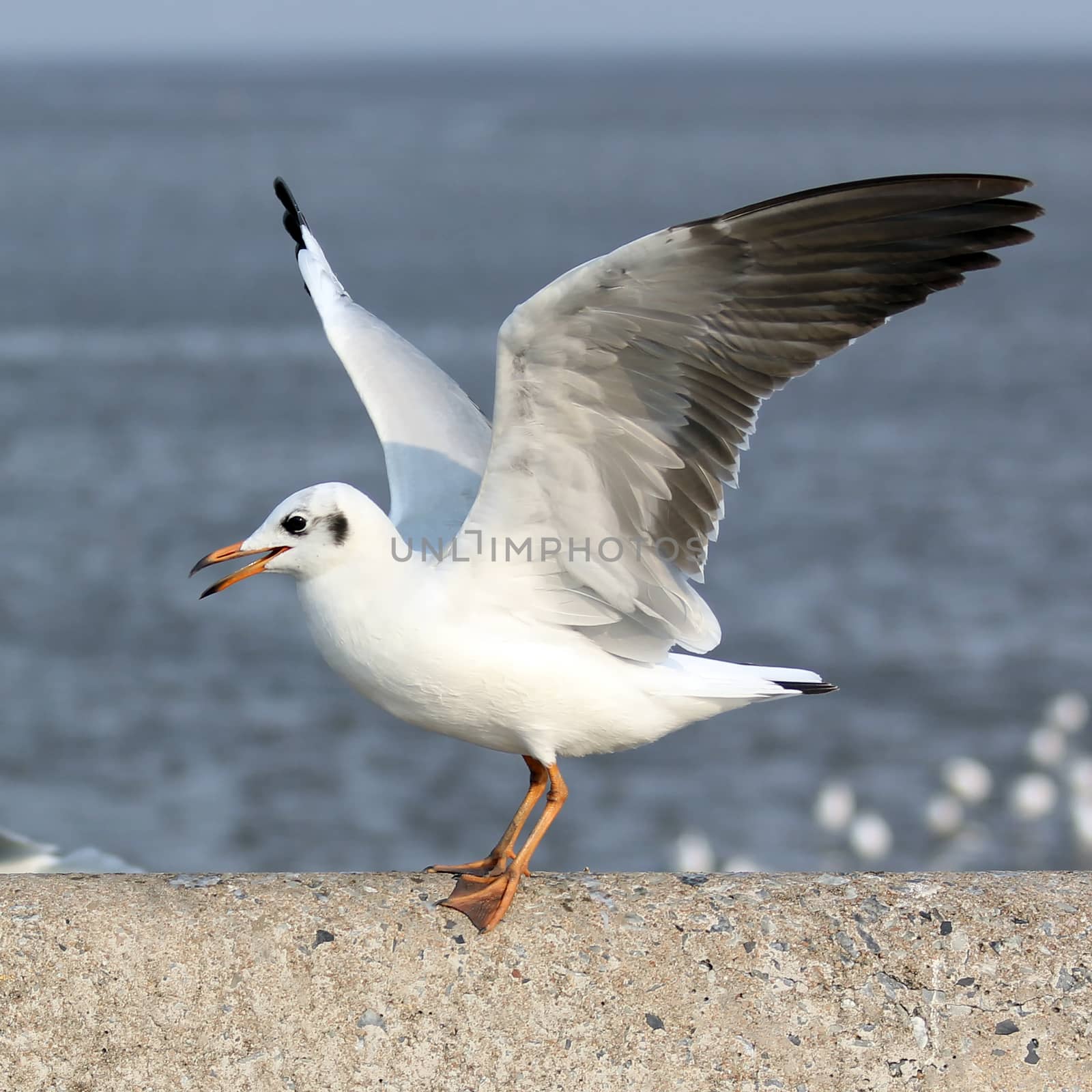 closeup of seagull on beautiful sea background