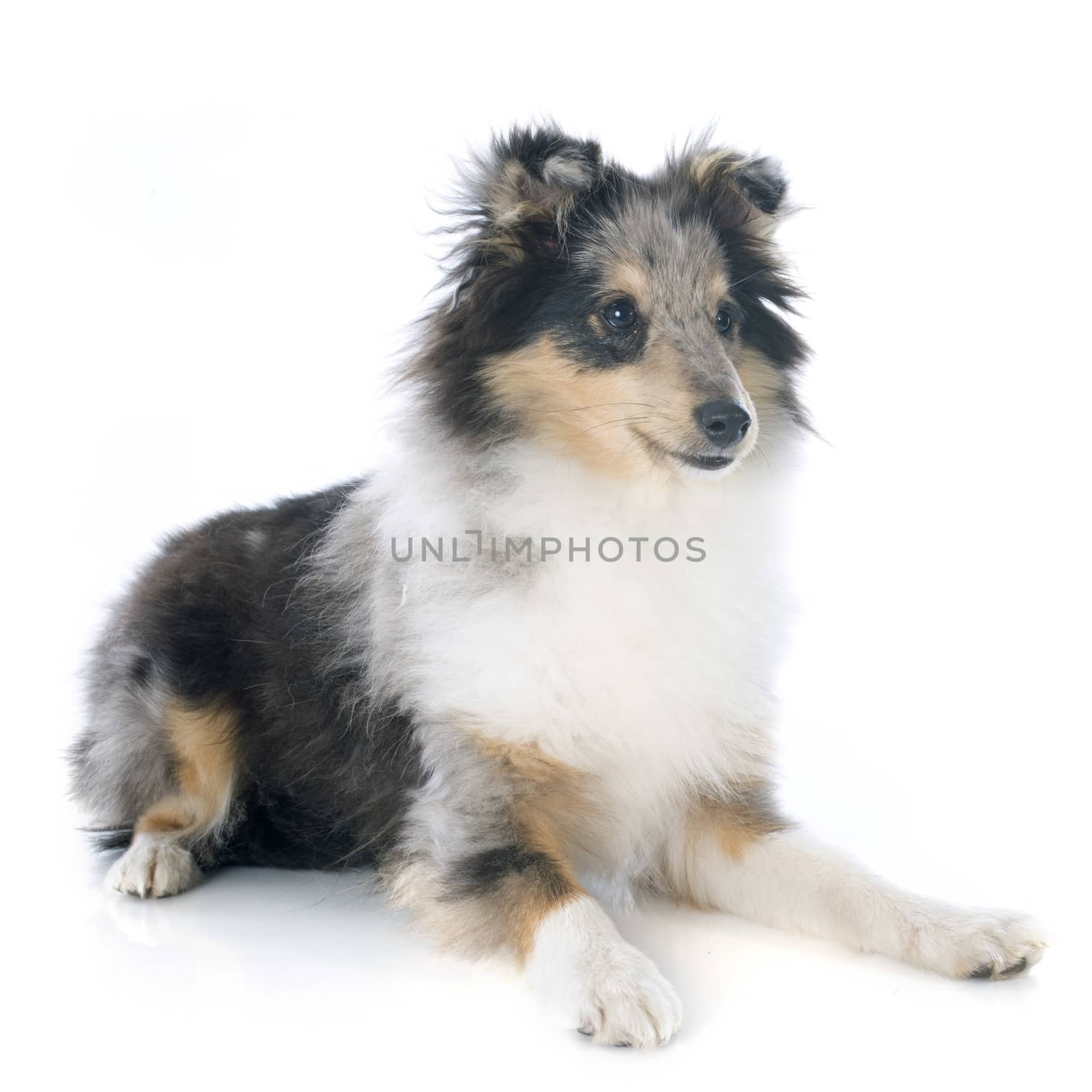 portrait of a purebred shetland puppy in front of white background