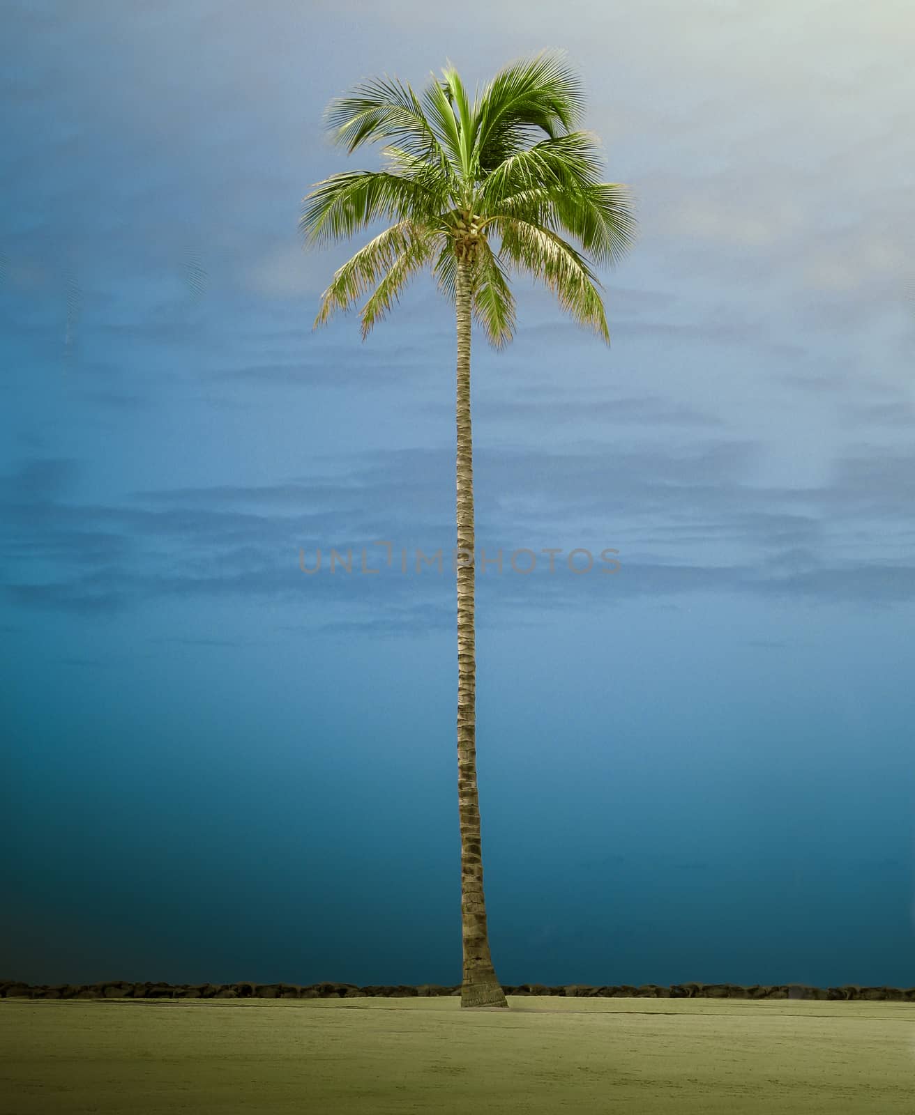 Retro FIltered Photo Of A Single Tall Palm Tree On Waikiki Beach, Hawaii