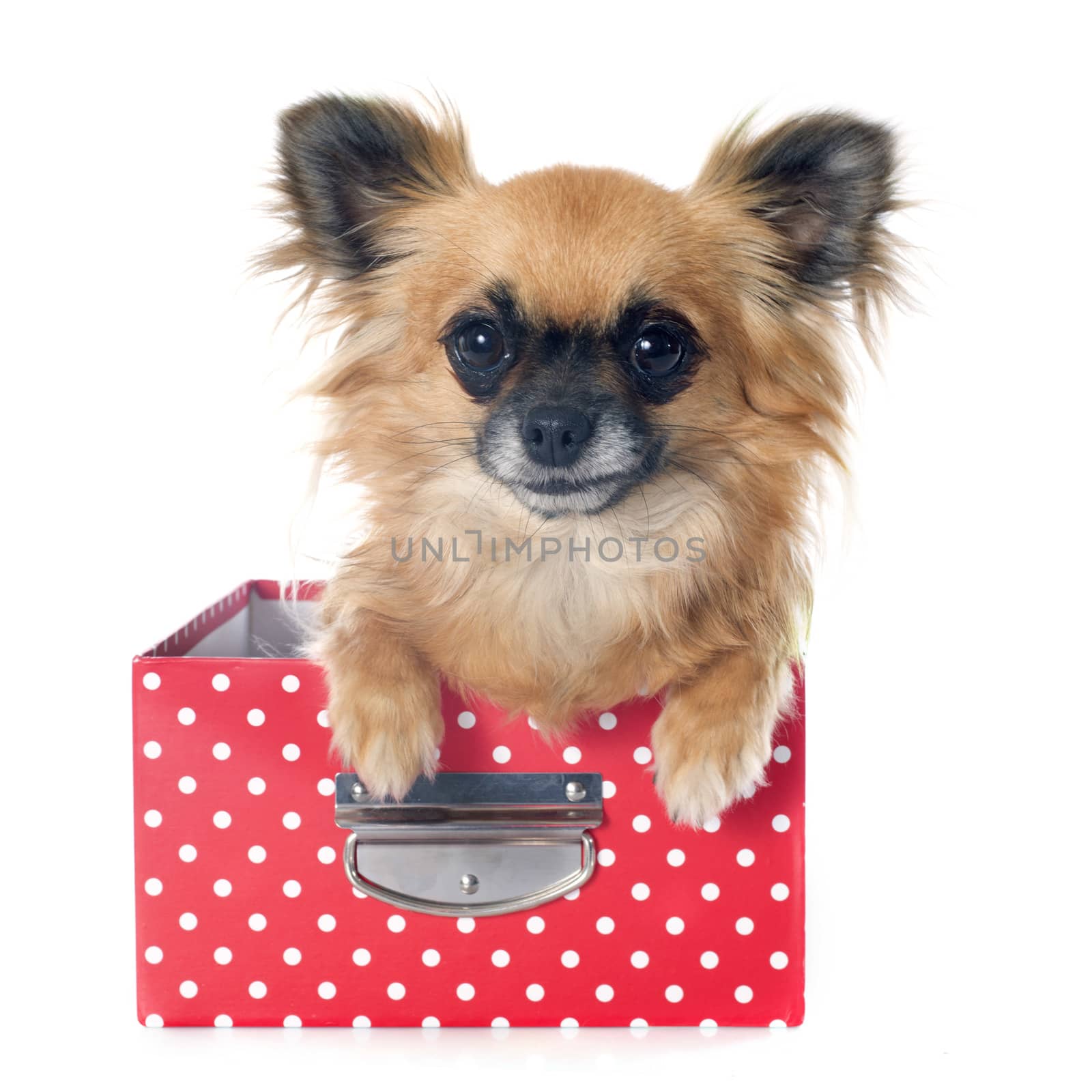 portrait of a cute purebred  puppy chihuahua in front of white background