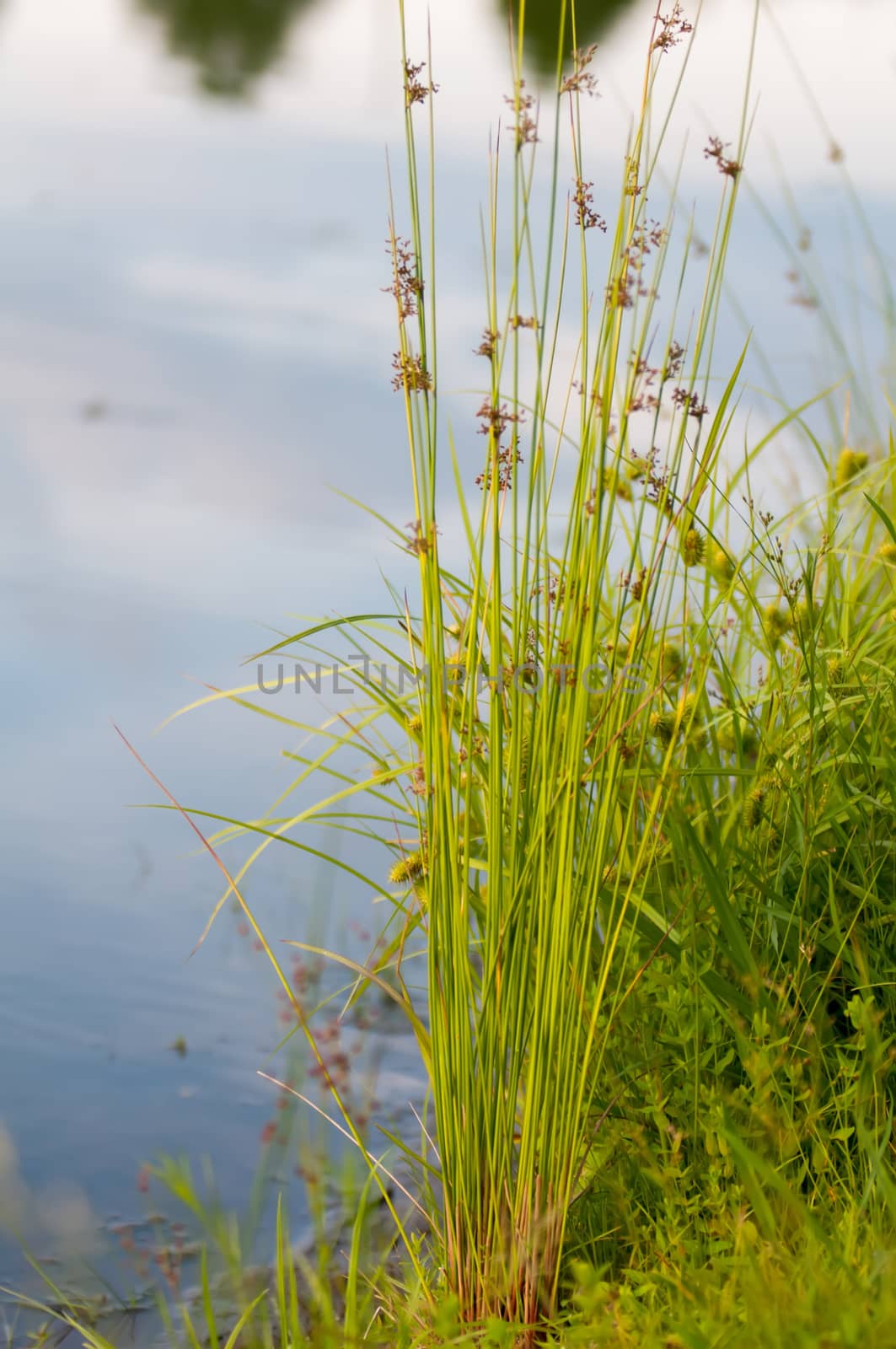 Flowering reed plants near a lake. by digidreamgrafix