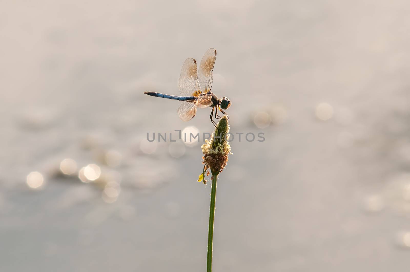 Dragonfly on grass with lake water  background