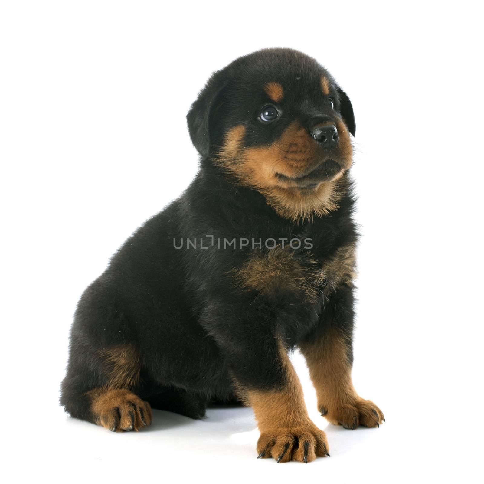 puppy rottweiler by cynoclub