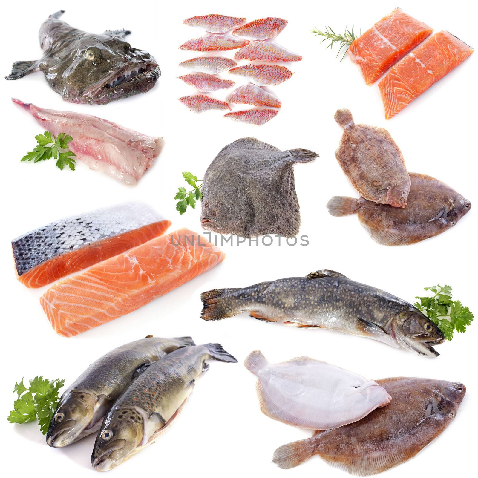 group of fishes in front of white background