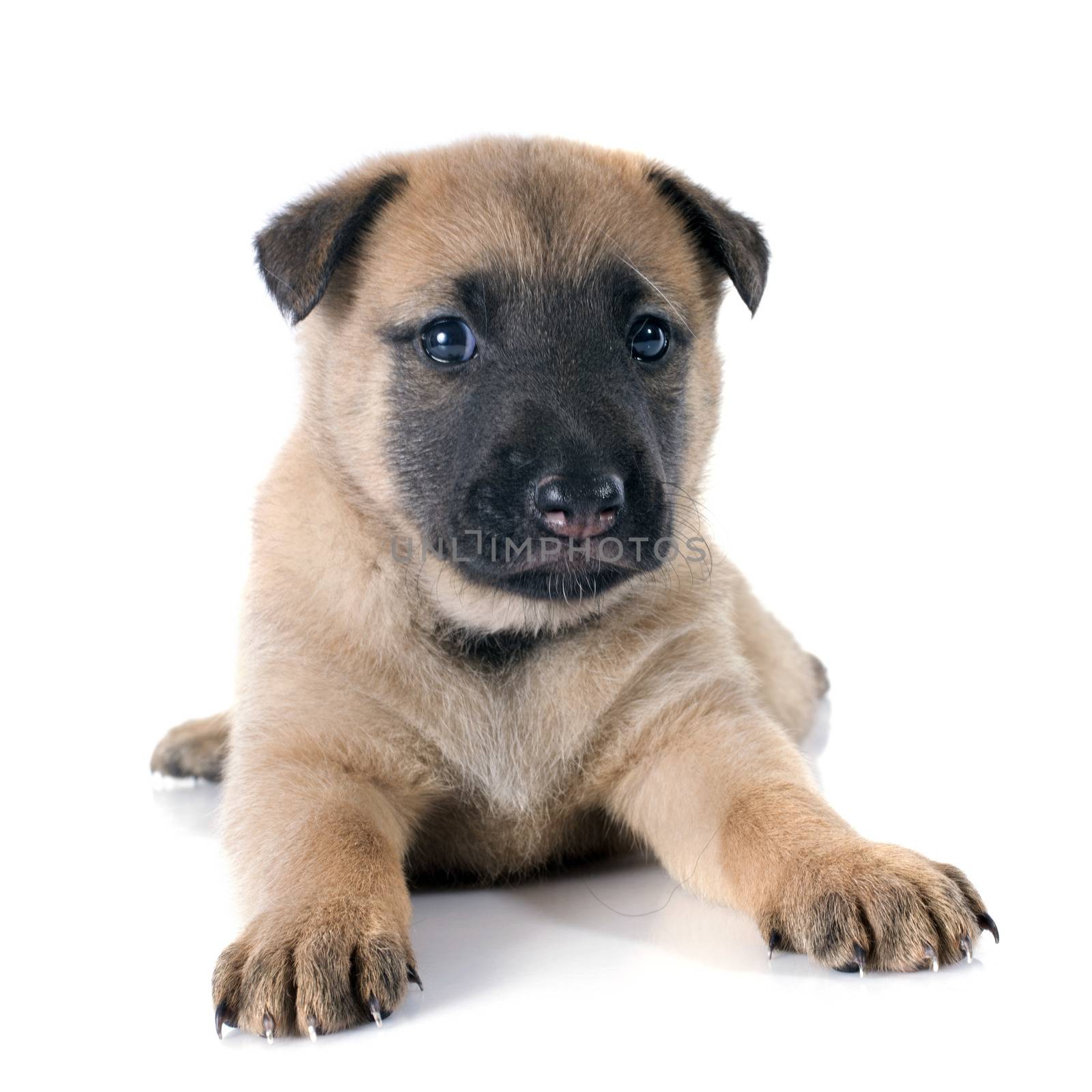 puppy  belgian sheepdog malinois on a white background