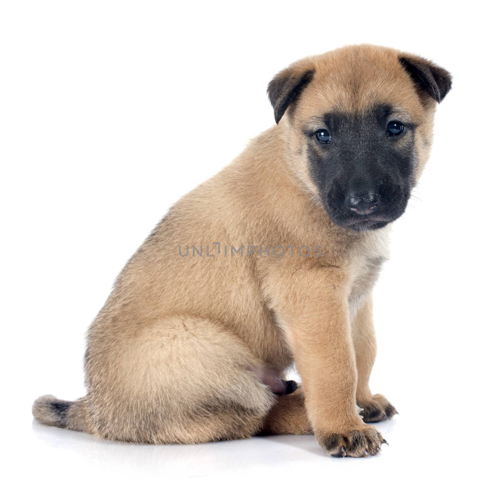 puppy  belgian sheepdog malinois on a white background