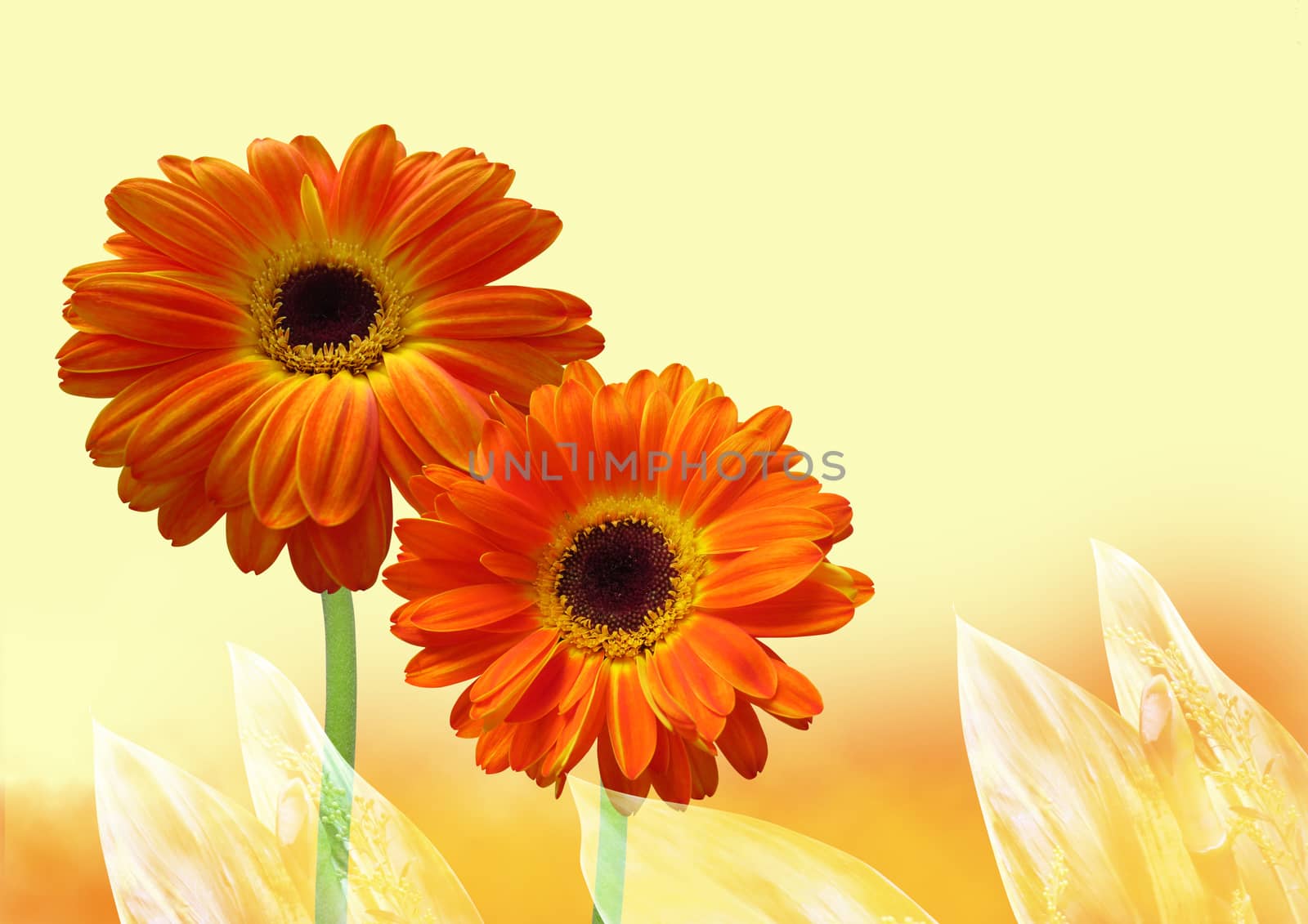 Orange gerbera flower on yellow background