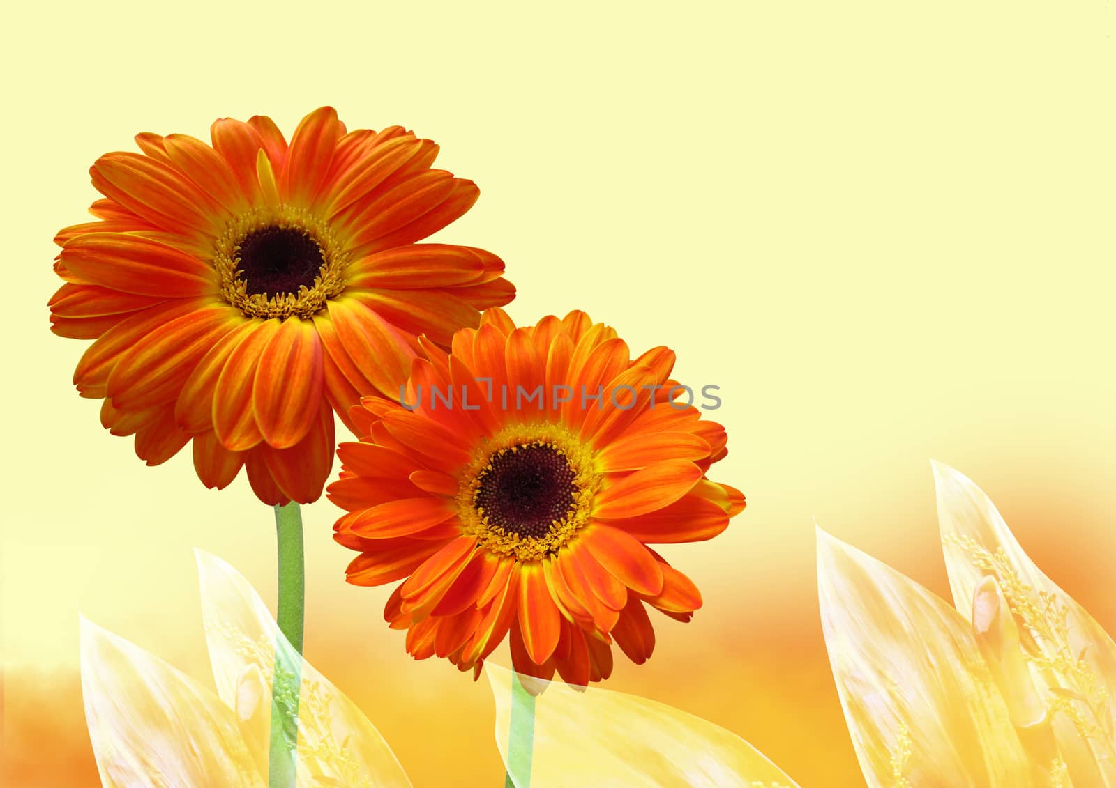 Gerbera flower by grace21