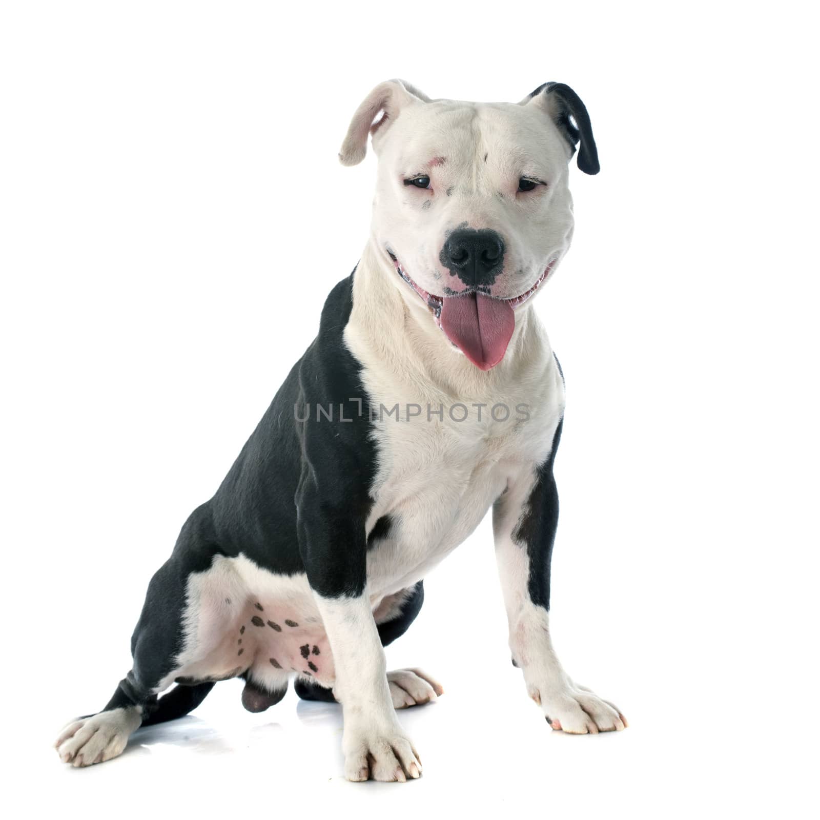 american staffordshire terrier by cynoclub