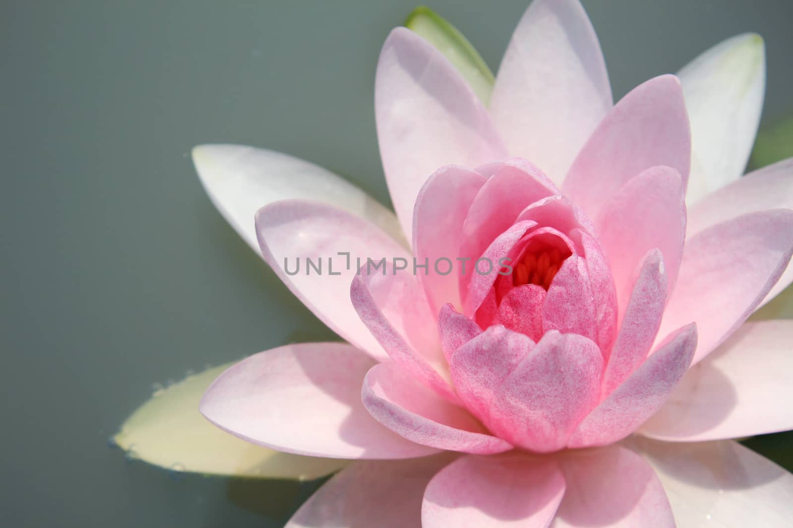 Pink lotus