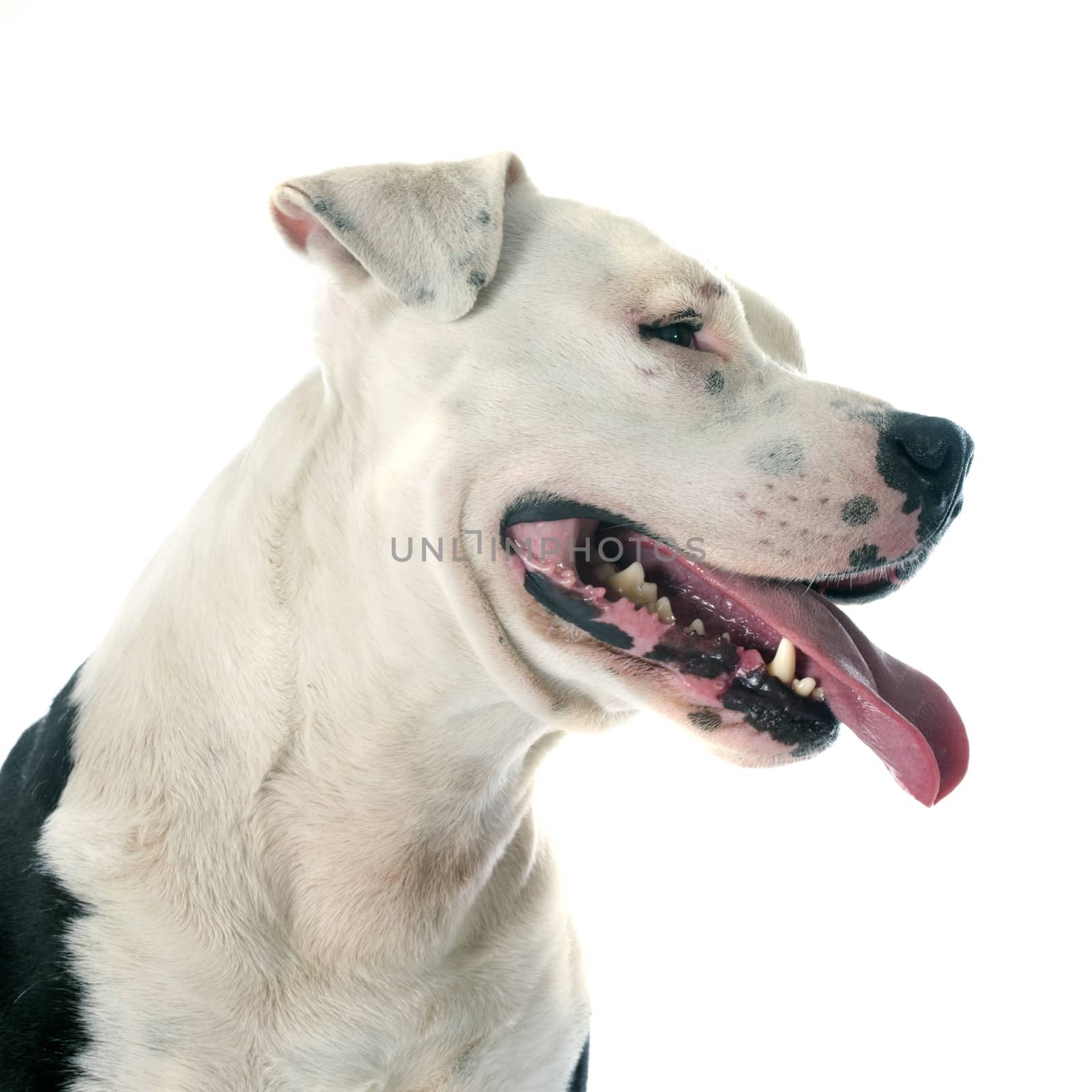 purebred american staffordshire terrier in front of white background