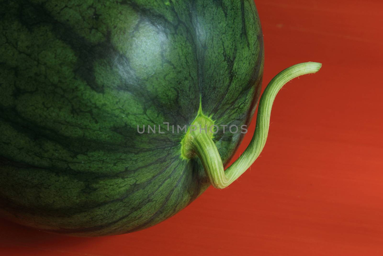 Close up of Watermelon by foto76